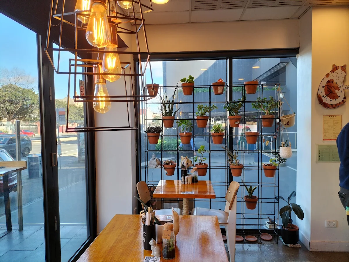 Vibe, Cat-themed Japanese cafe | neko Geelong