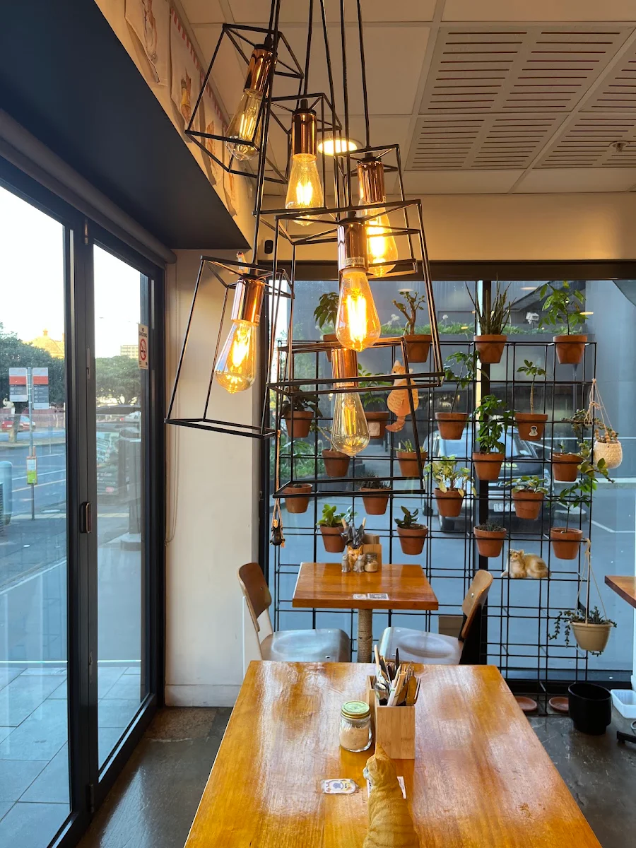 Vibe, Cat-themed Japanese cafe | neko Geelong