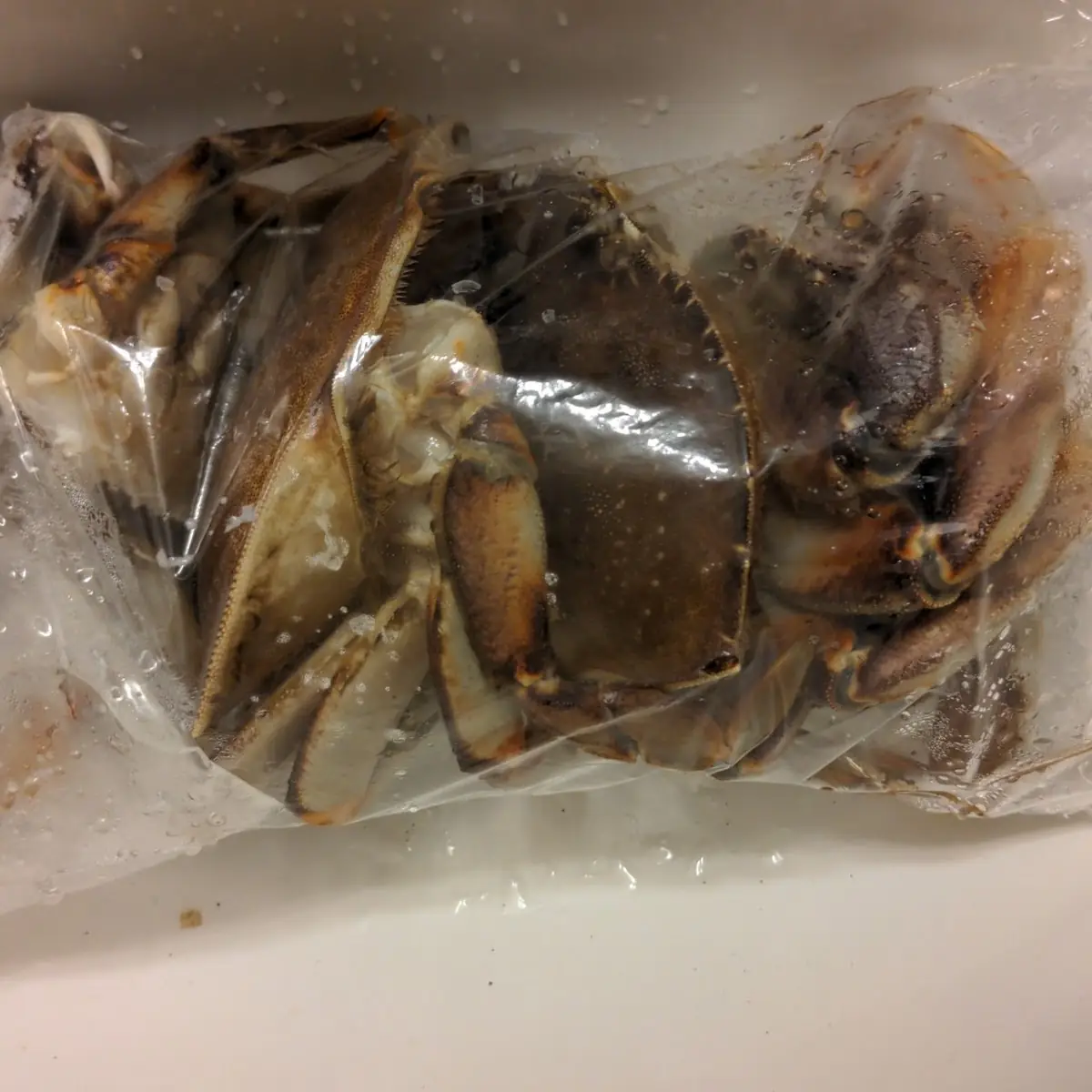 Food & drink, Seafoam Seafoods