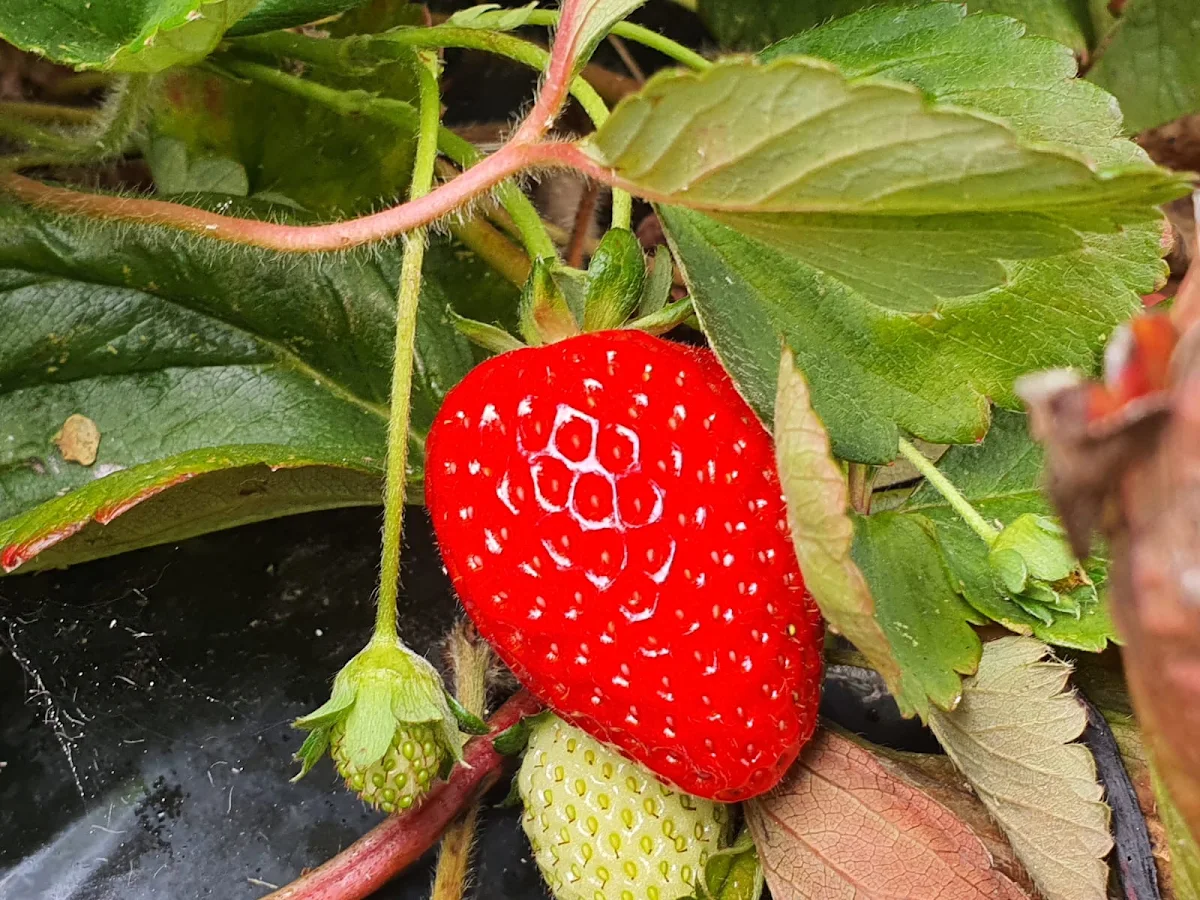 Food & drink photo 4