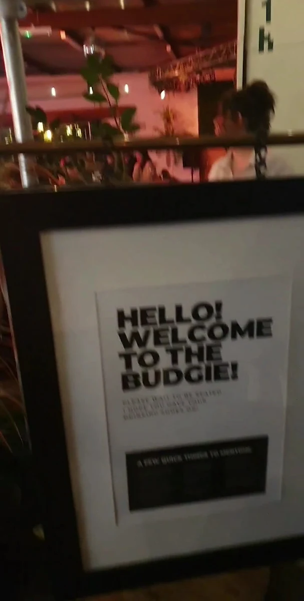 Vibe, The Budgie Bar