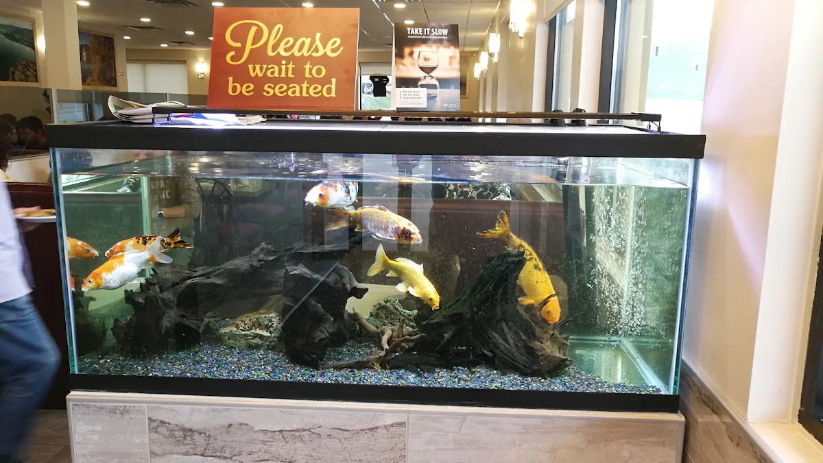 Vibe, Jade Buffet Of China