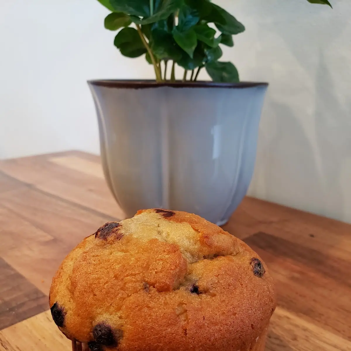 Blueberry Muffin