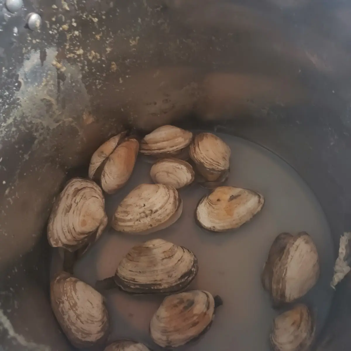 Native Steamer Clams