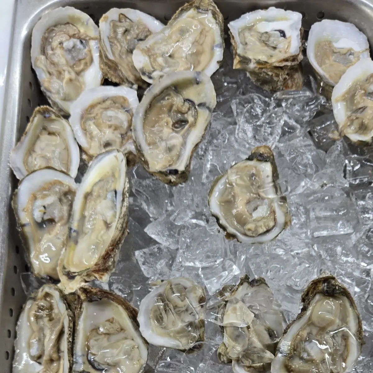 Fresh Oysters on Ice