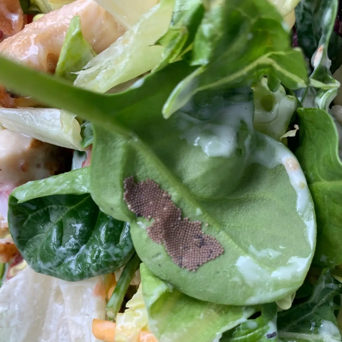 Side Salad