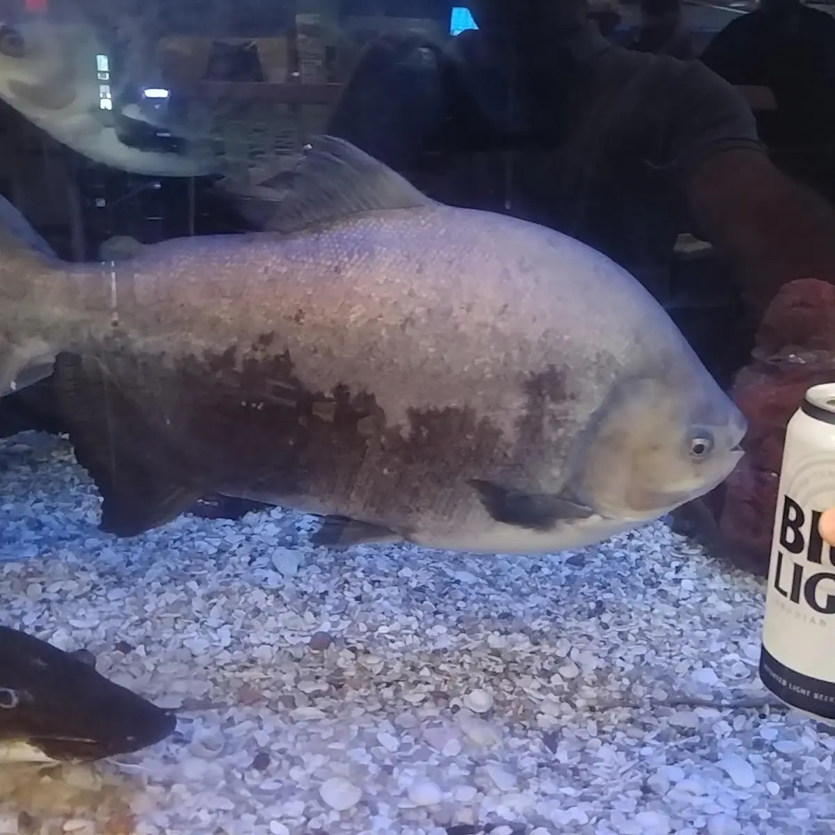 Pacu Fish Tacos