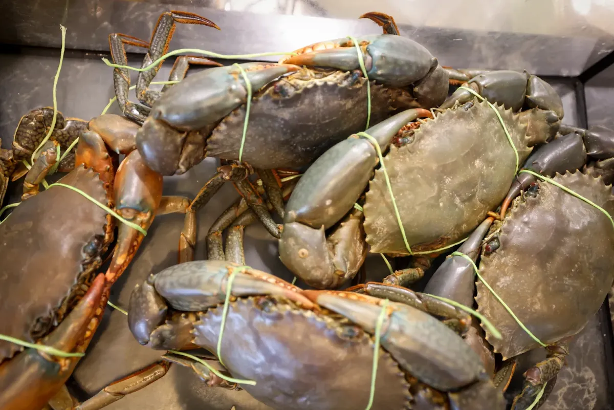 Darwin Live Mud Crab, Pink Chopstix