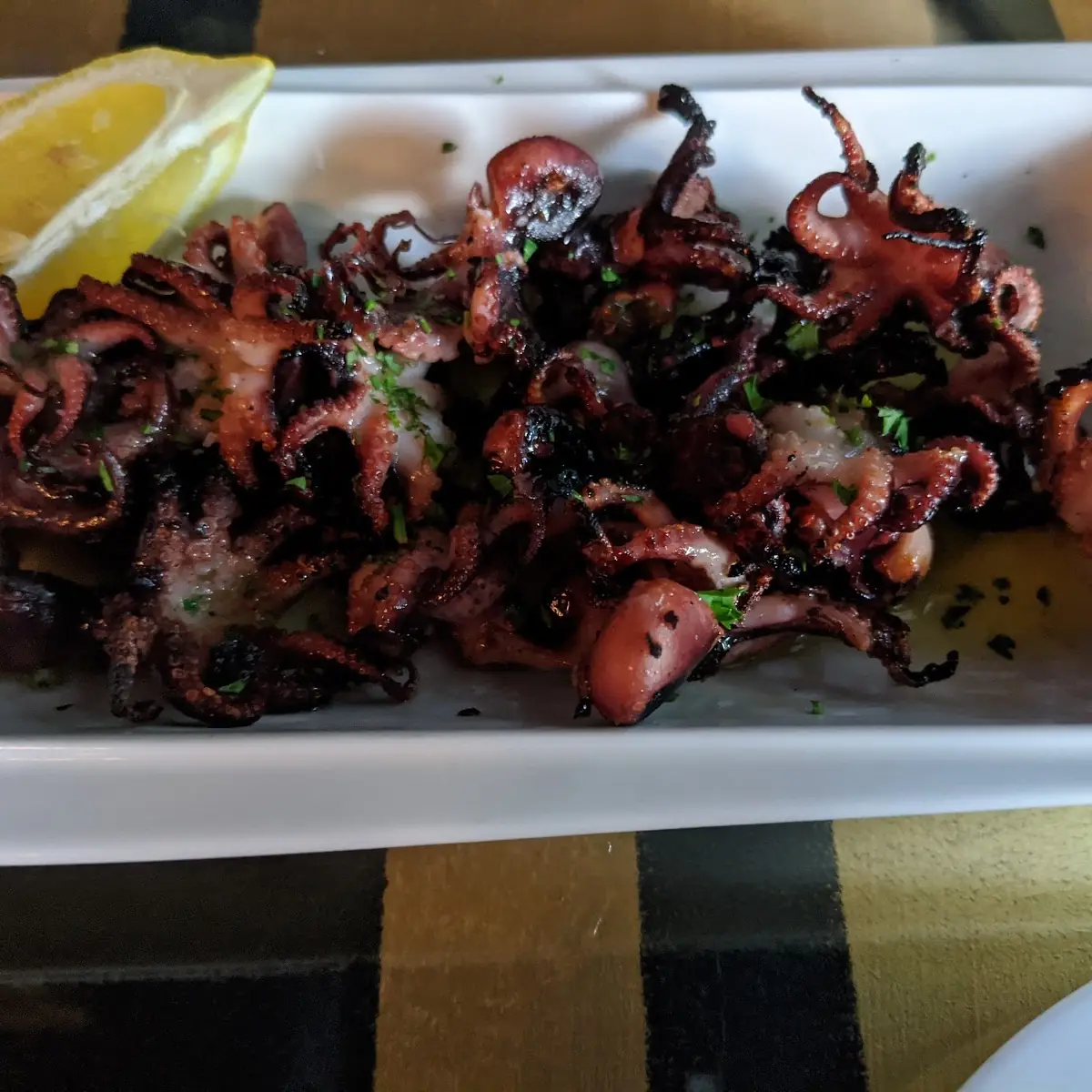Baby Octopus