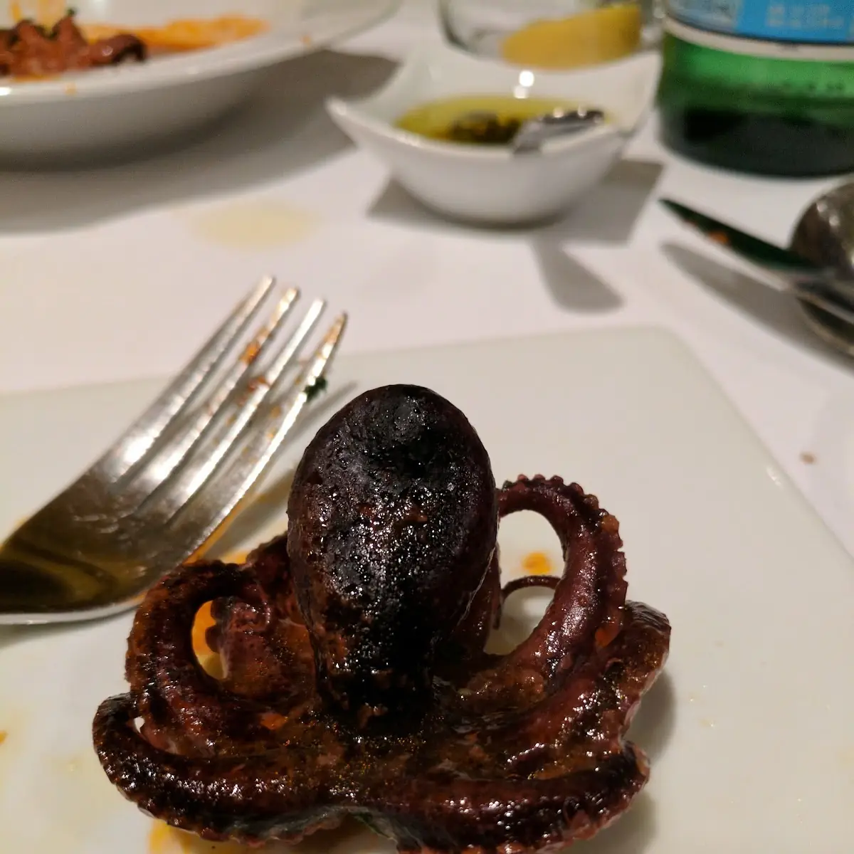 Baby Octopus