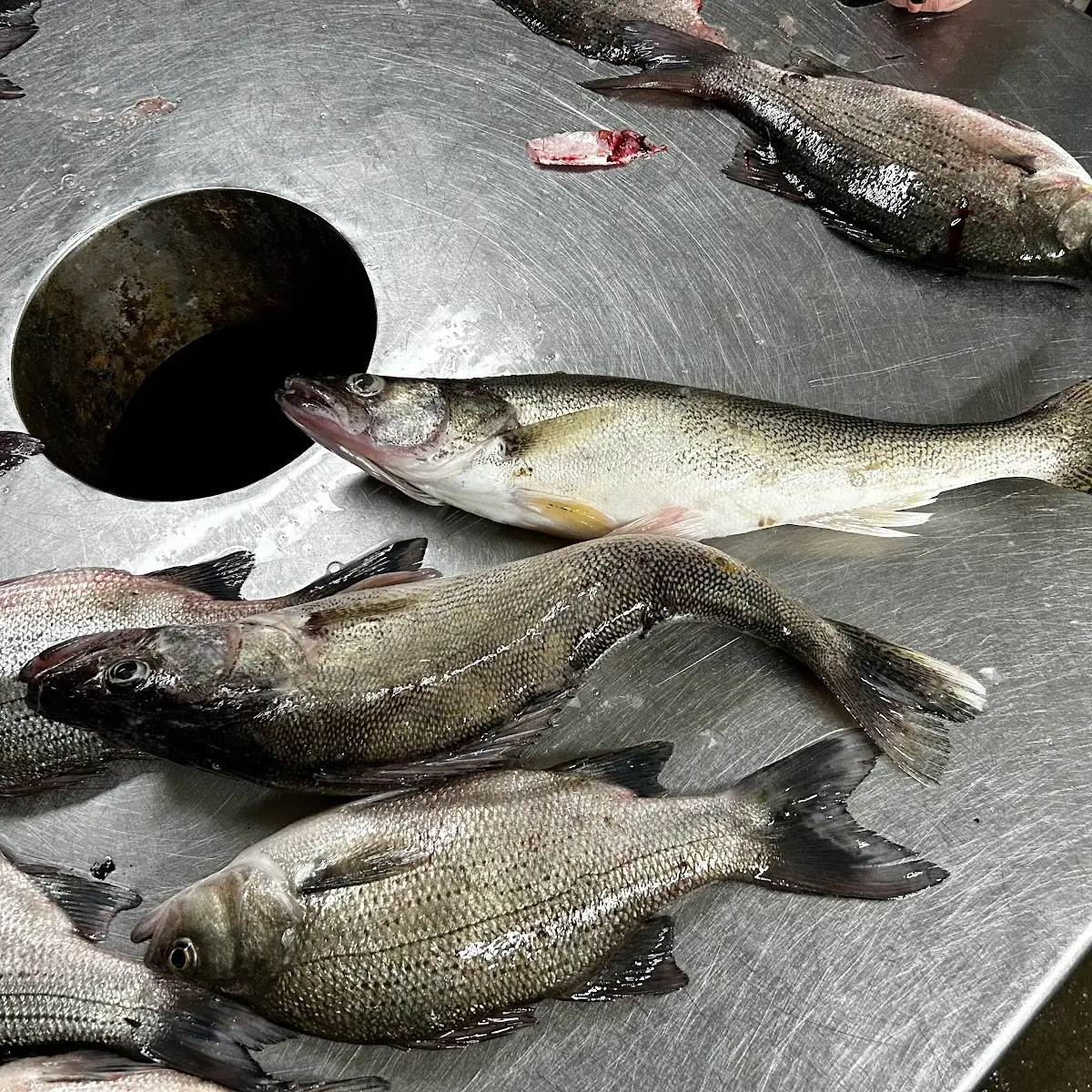Fish Sandwich