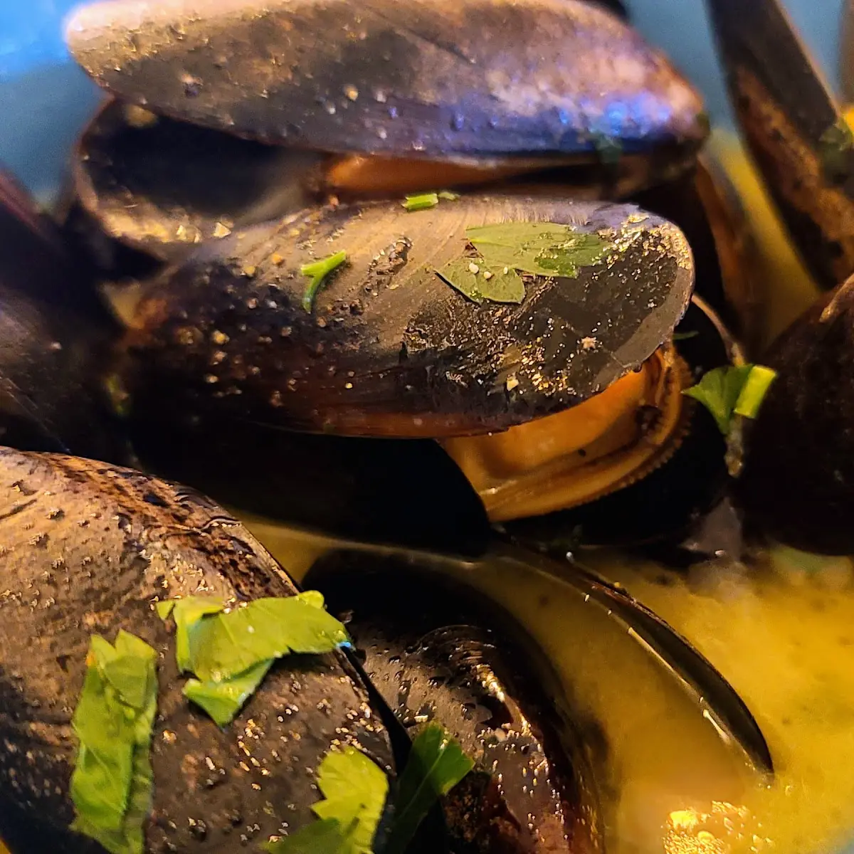 Mussels in White Sauce