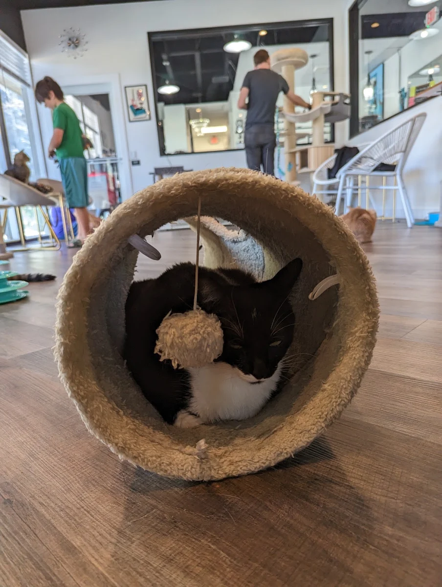 Kitten Burrito