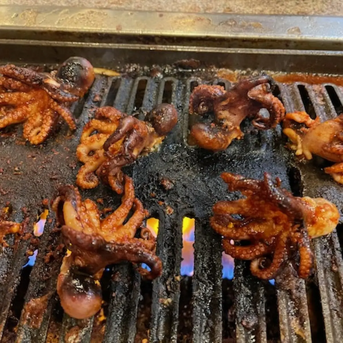 Baby Octopus