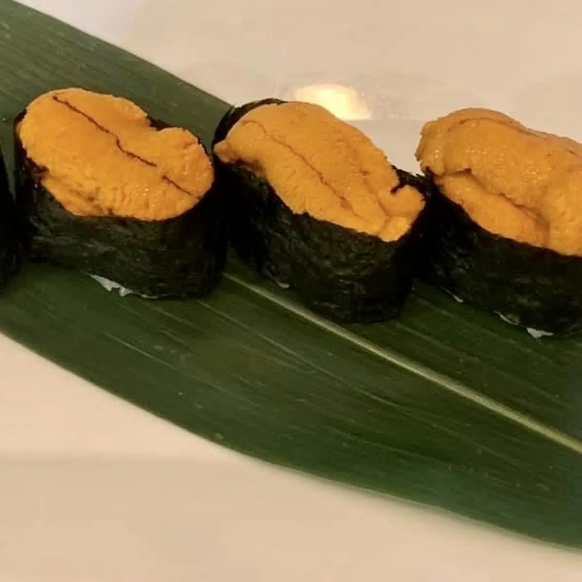 Sea Urchin Uni