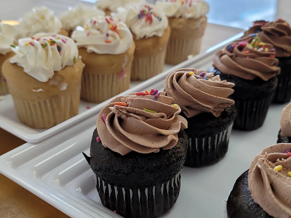 Dozen Mini Chocolate Cupcakes