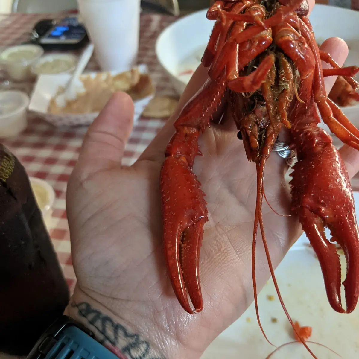 Lobster