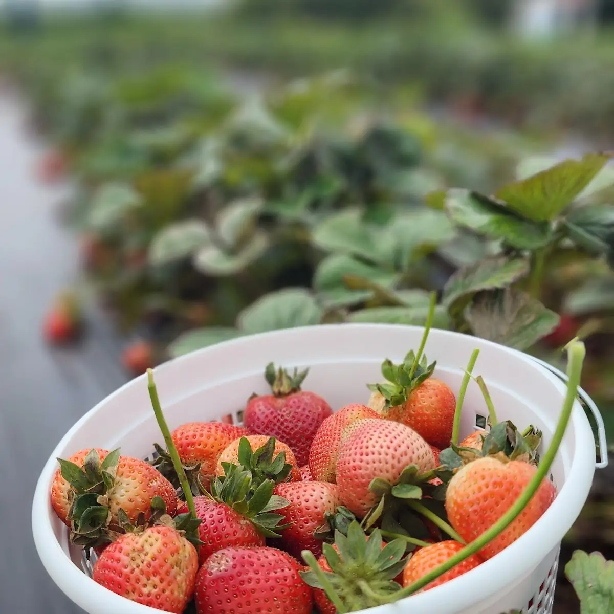 Fresh Strawberries