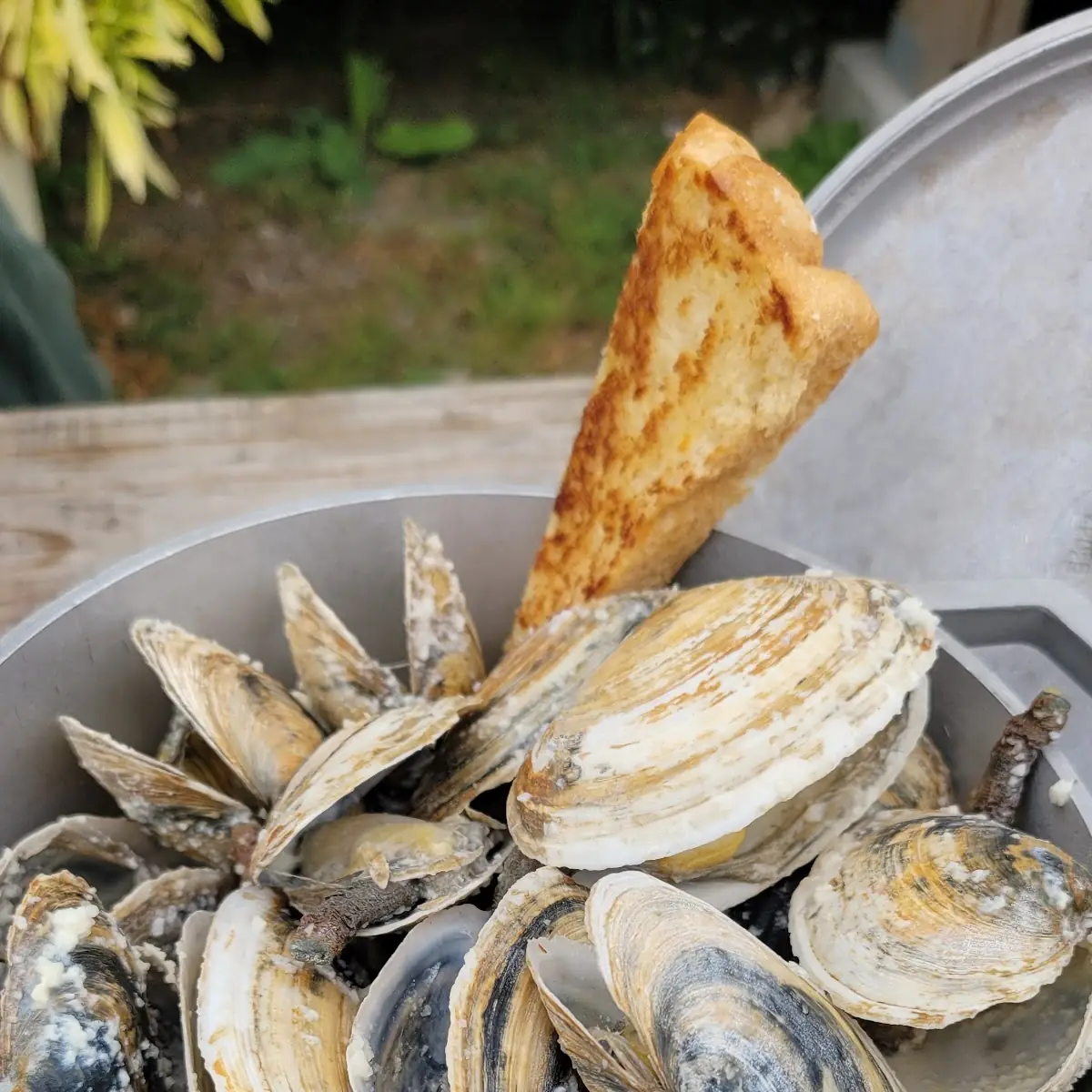 Soft Shell Clam