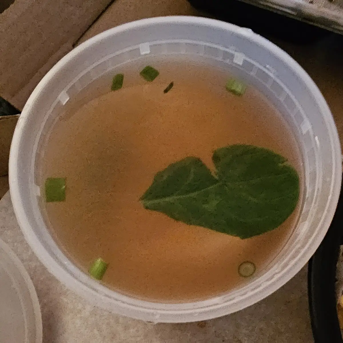 Chicken Wonton Soup