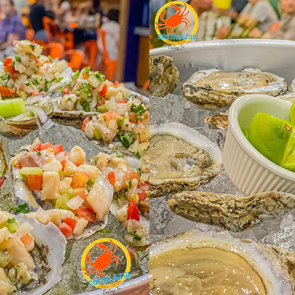 Oysters Costa Azul