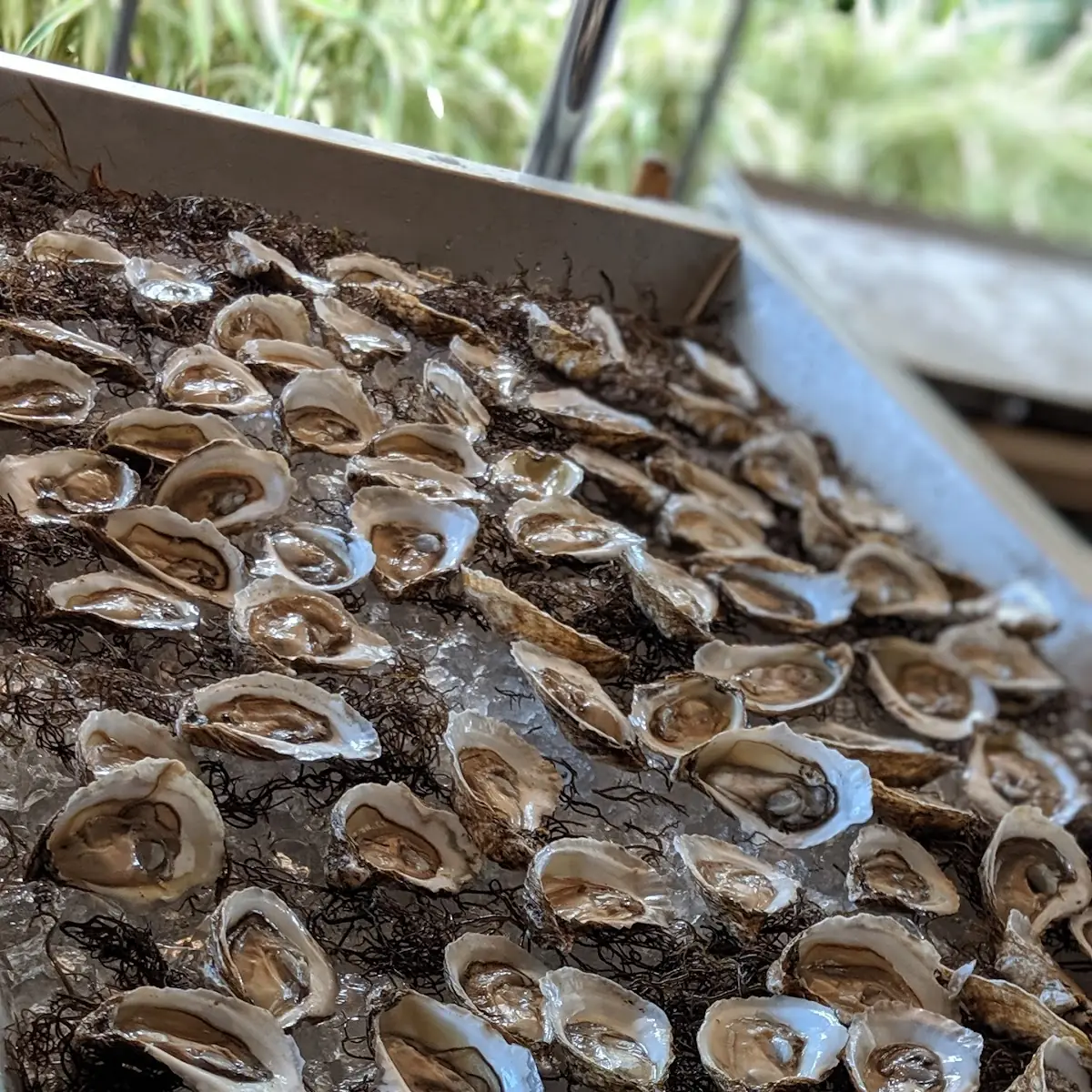 Raw Oysters on the Half Shell