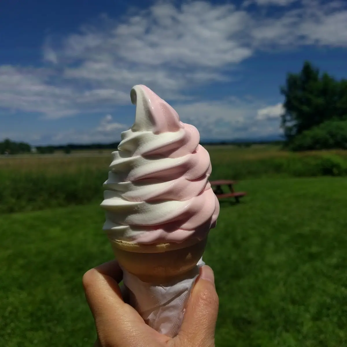Soft Serve