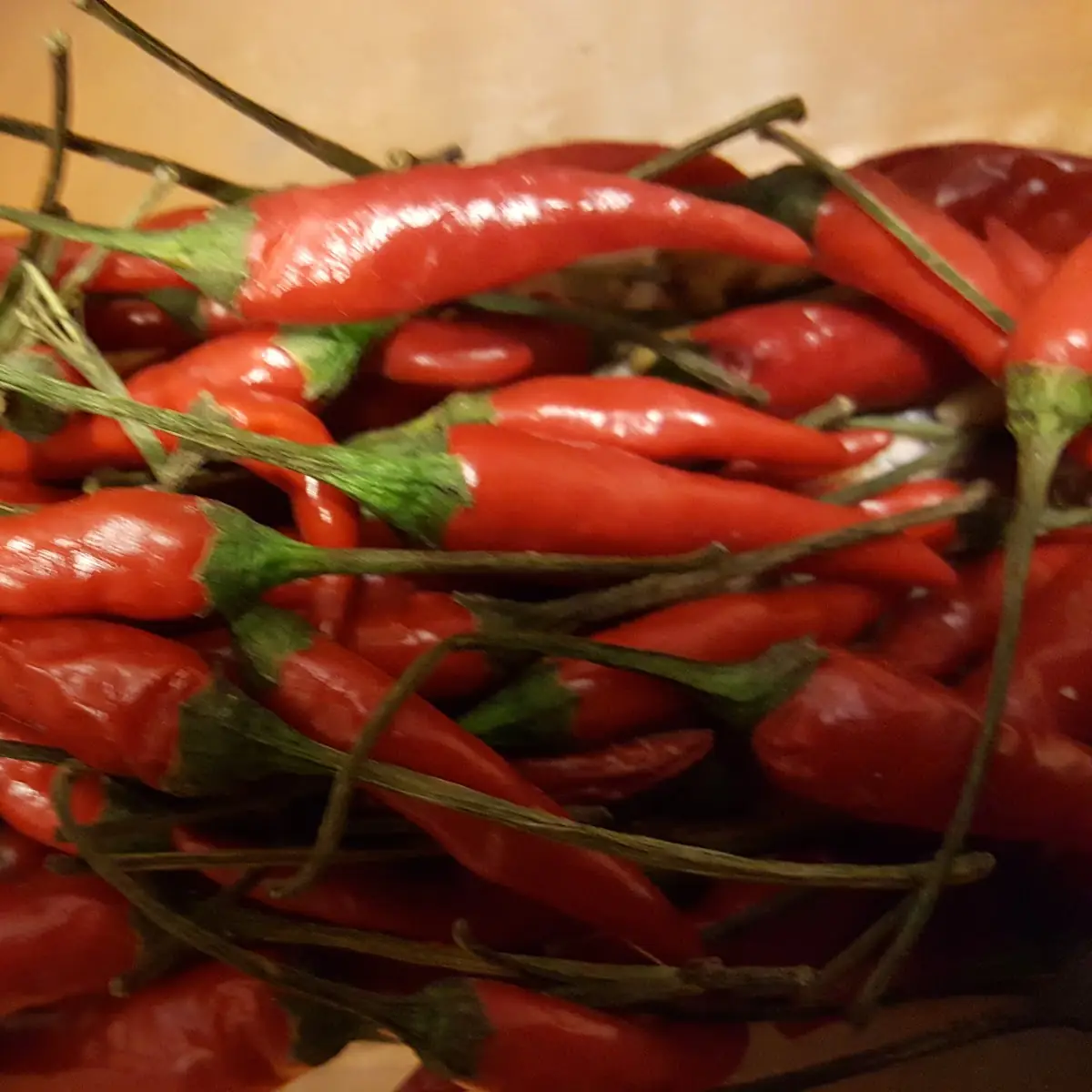 Red Chili