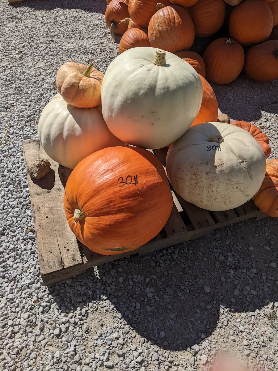 Pumpkin Spice