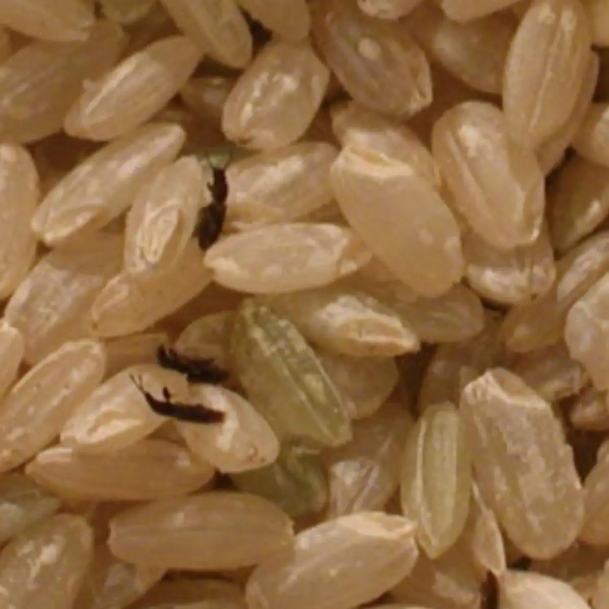 Brown Rice