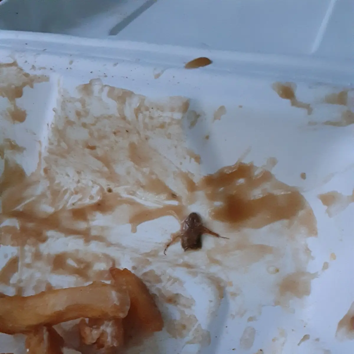 Greek Chicken