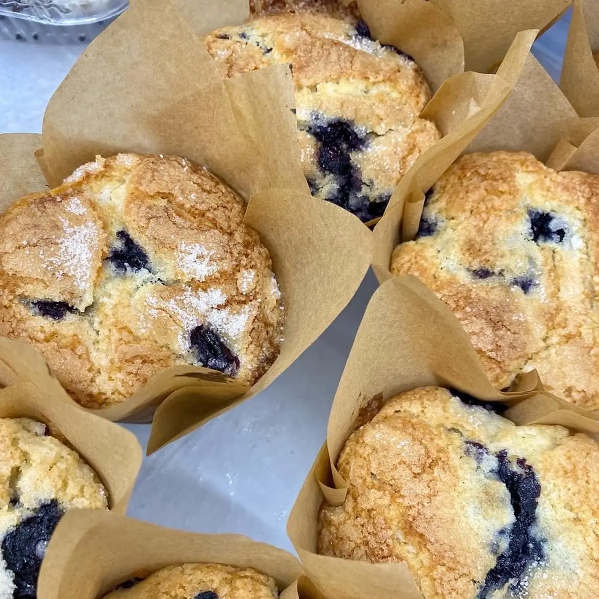 Blueberry Muffin