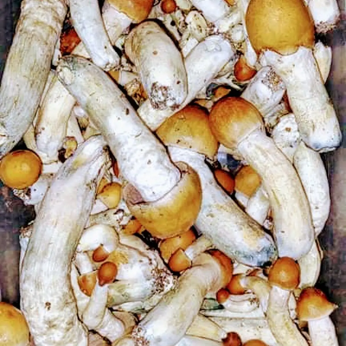 Penni's Envy Mushroom Soup