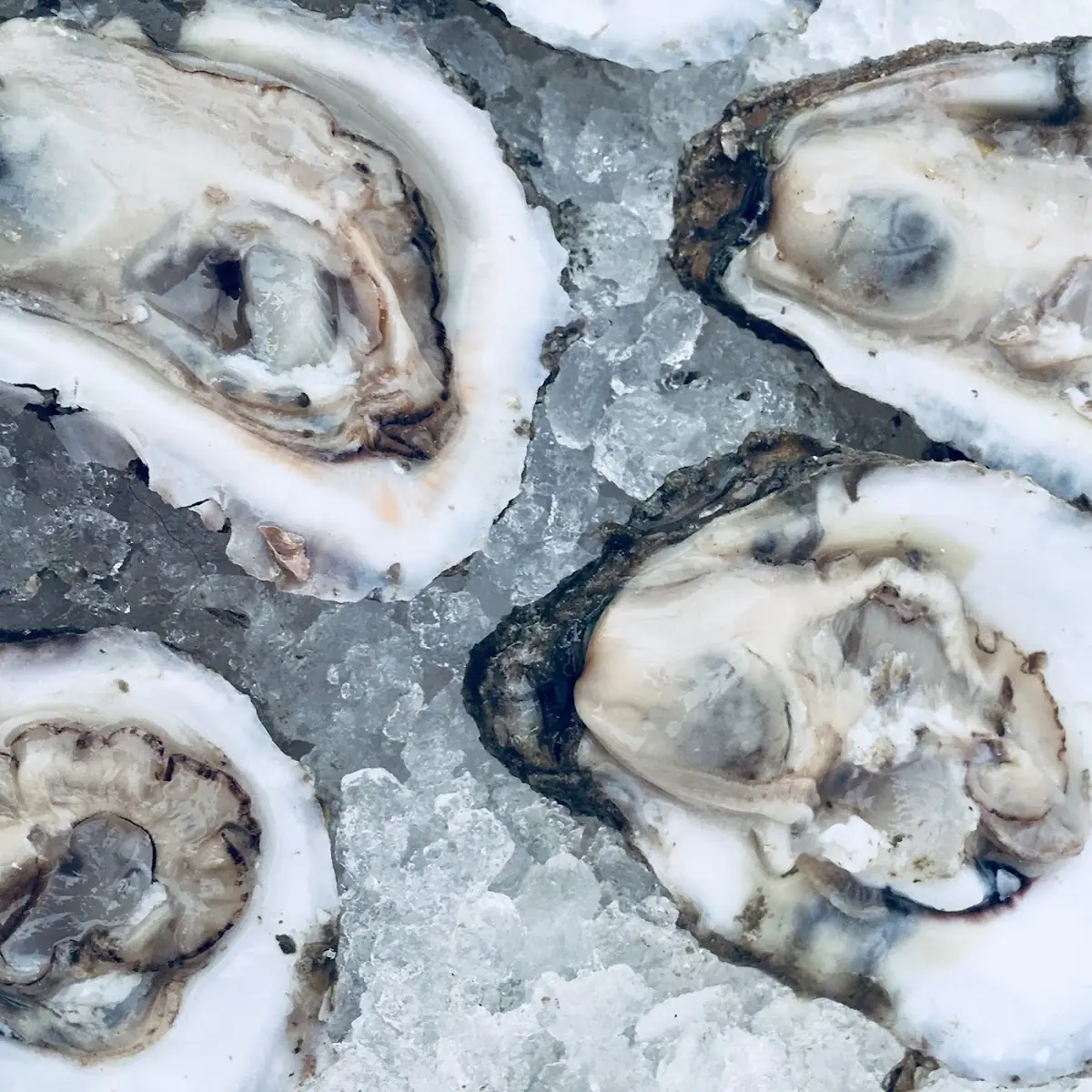 Oysters on the Half Shell