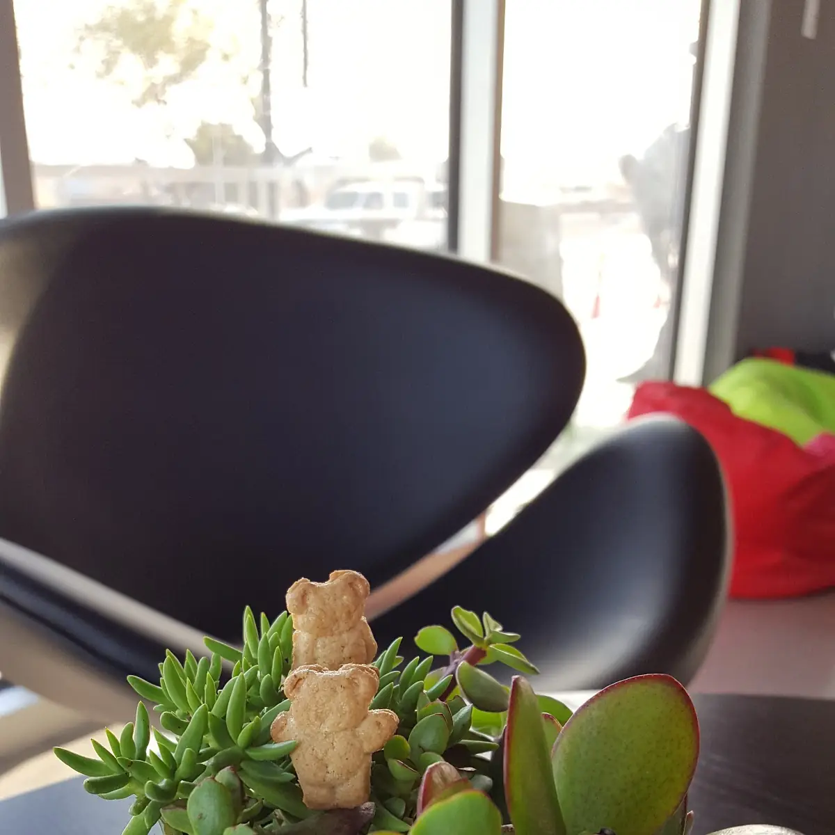 Teddy Graham Plant