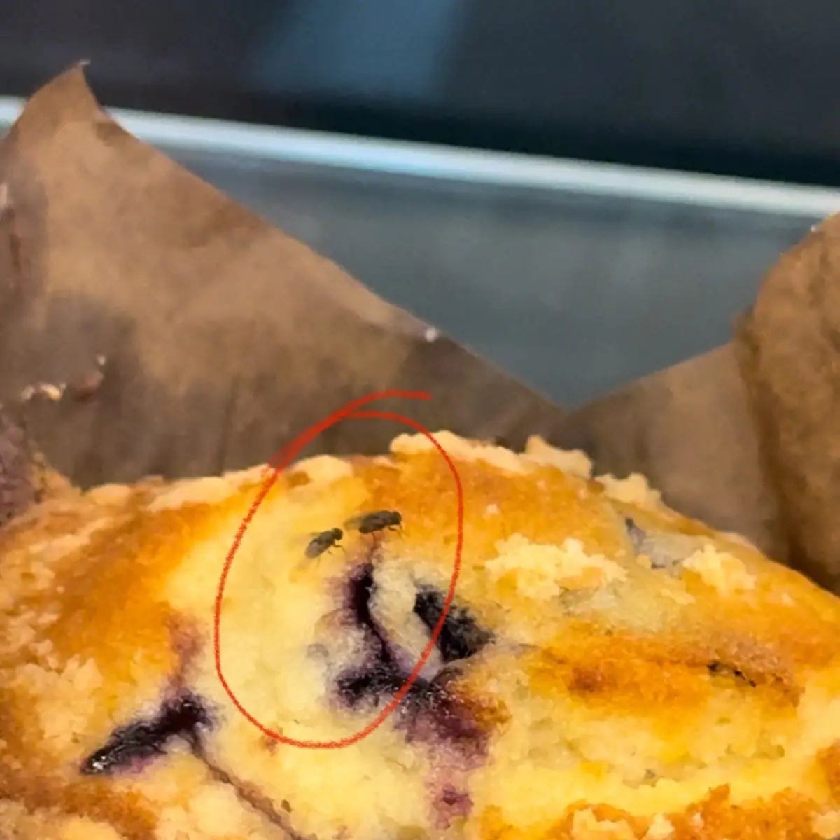 Blueberry Muffin