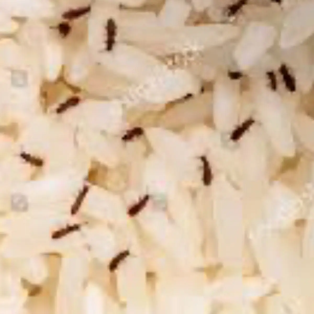 Rice Bowl