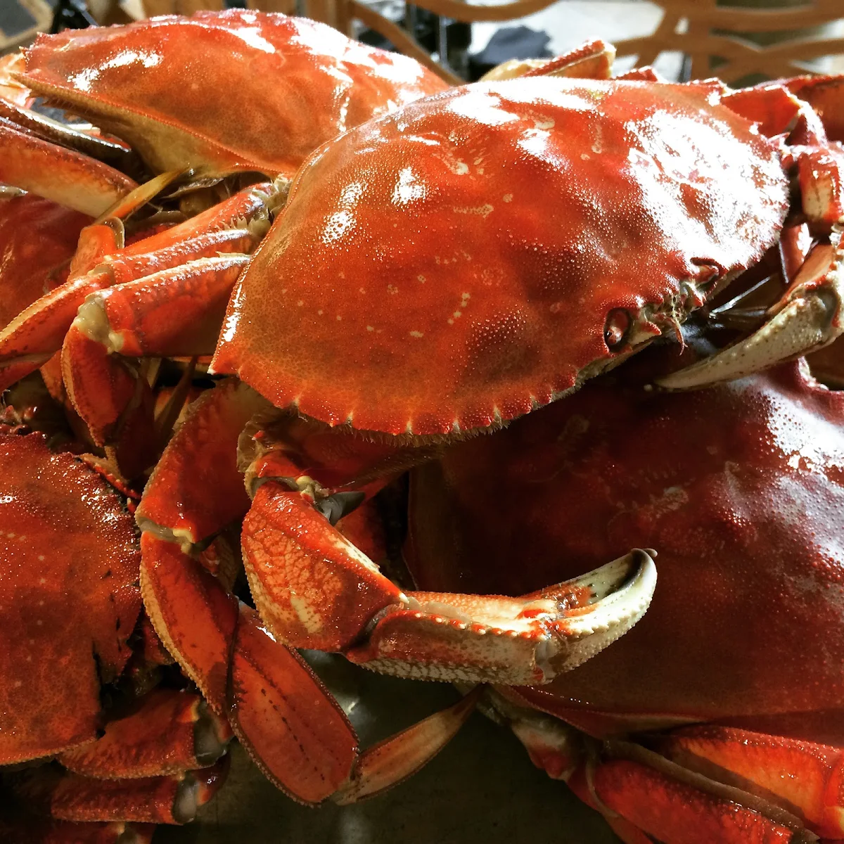 Dungeness Crab