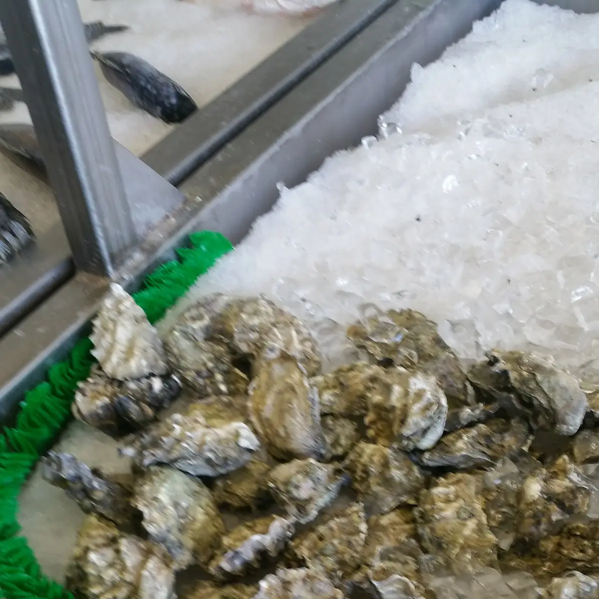 Oysters on the Half Shell