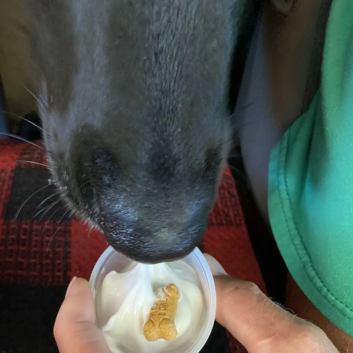 Pup Cup with Biscuit Garnish