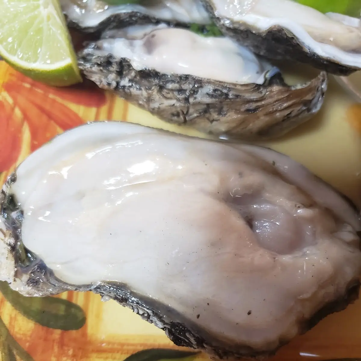 Ostiones En Su Concha Oysters in Their Shell