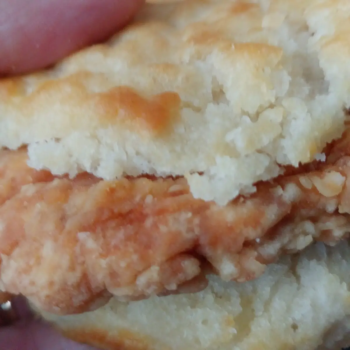 Chicken Biscuit