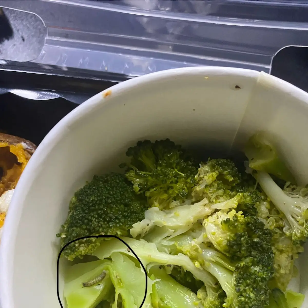 Steamed Broccoli
