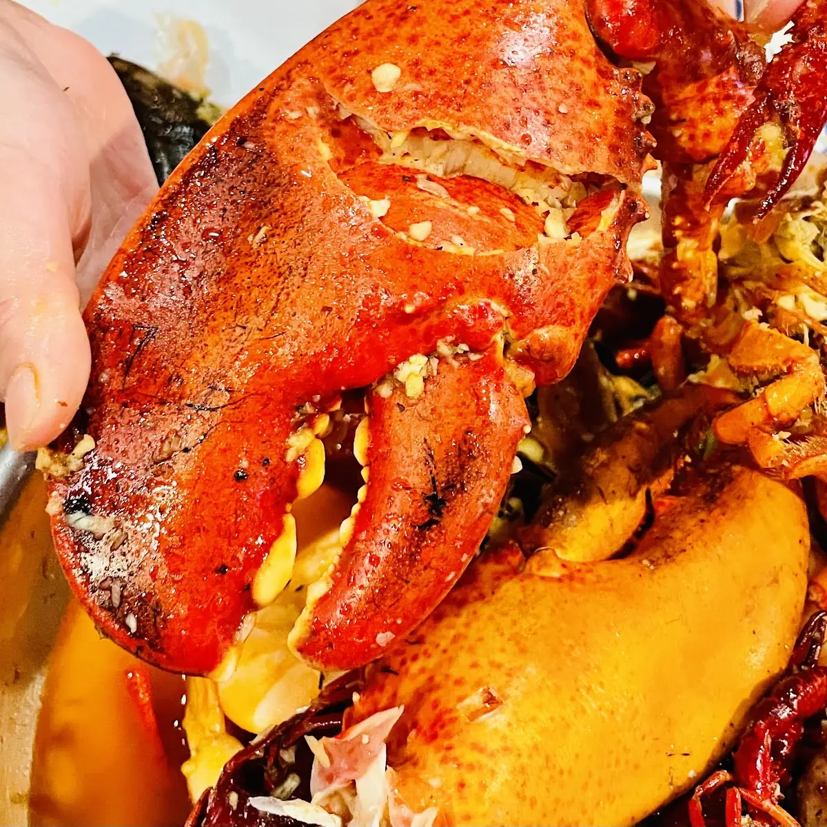 Whole Maine Lobster