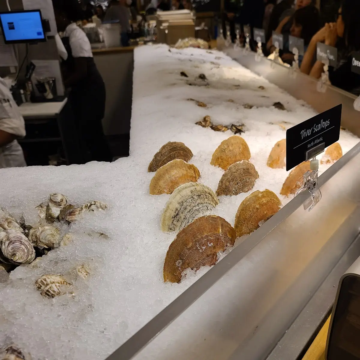 Fresh Oysters