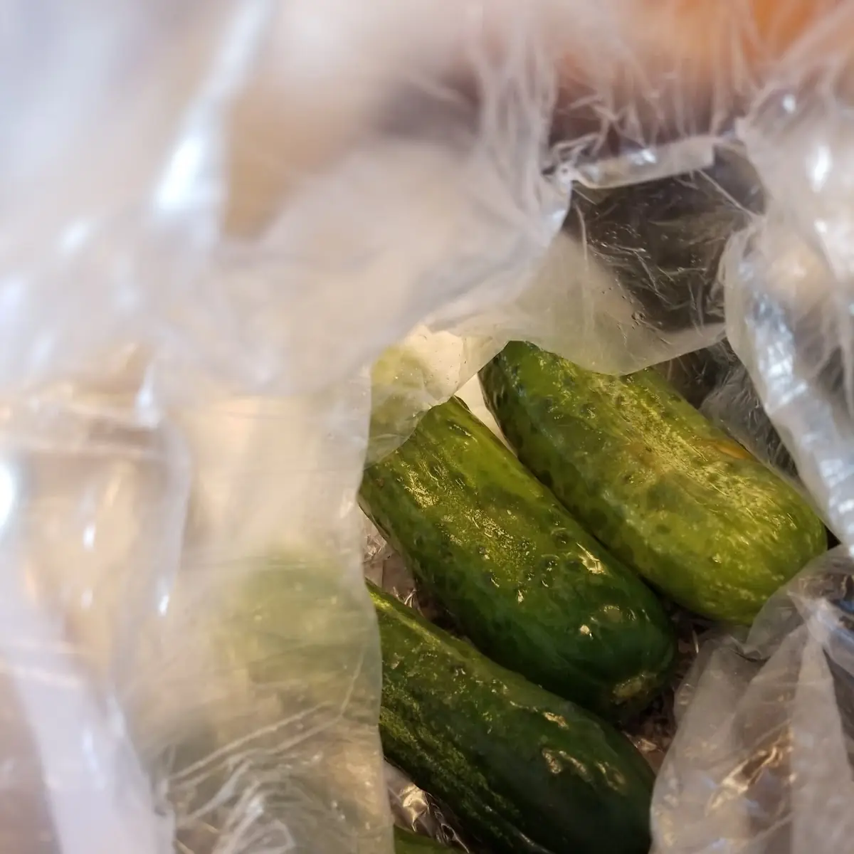 Cucumber Salad