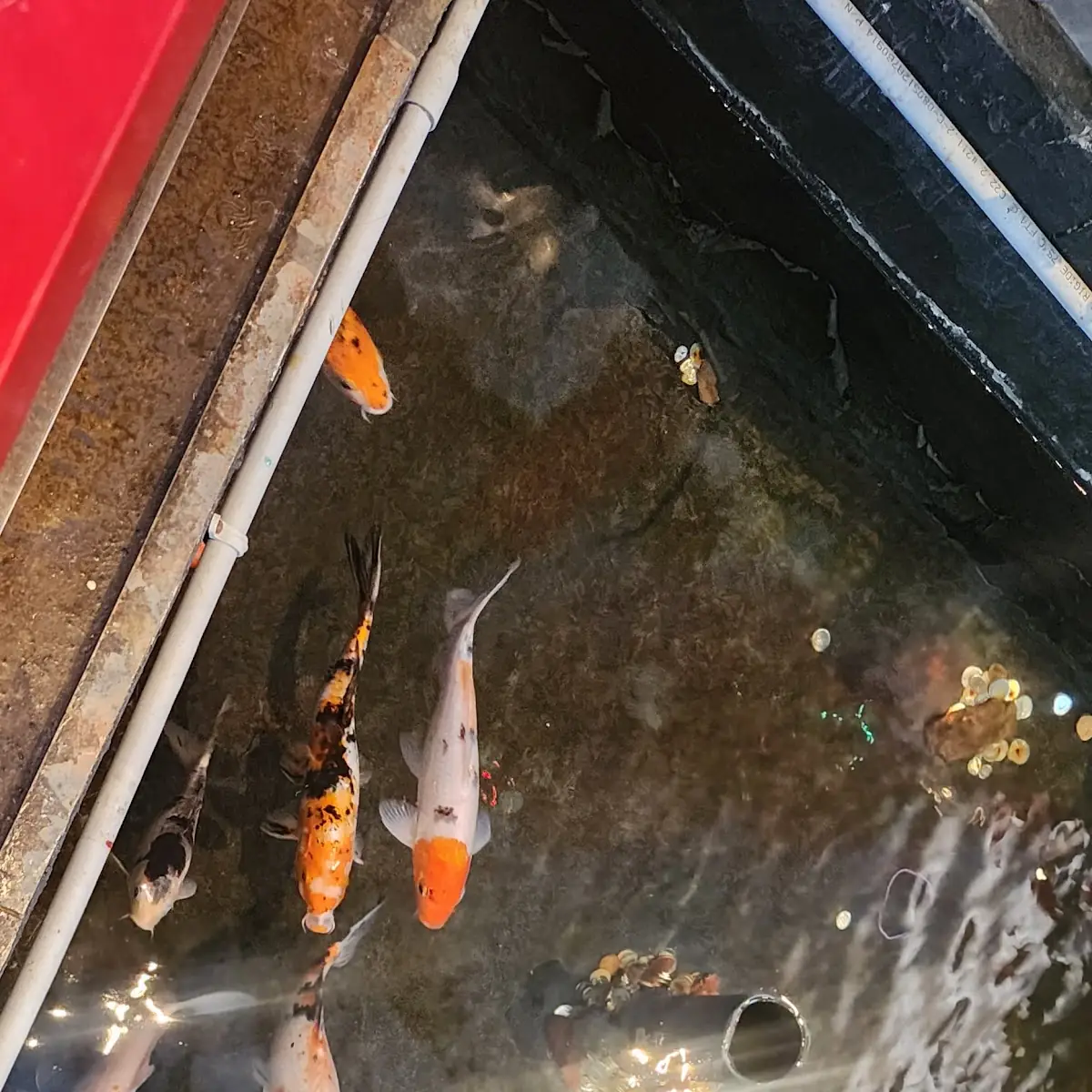 Fish