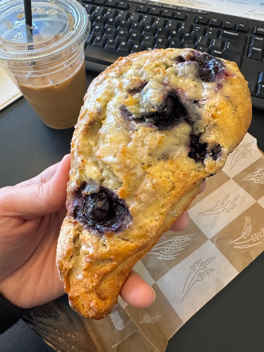 Blueberry Muffin