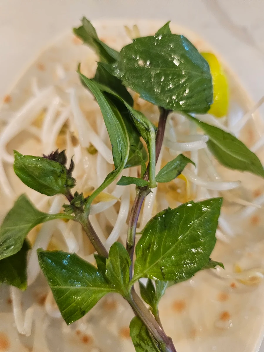 Bean Sprouts, Pho Khanh Express (Beatty)