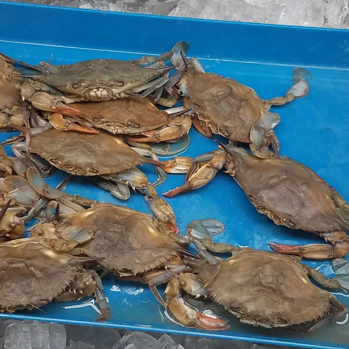 Soft Shell Crab